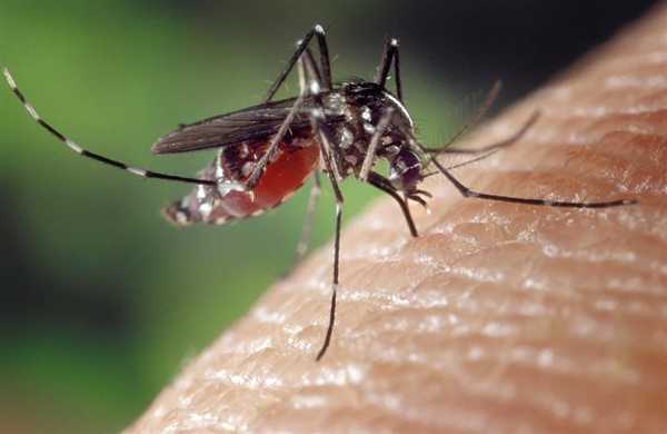 替代杀虫剂！美国批准释放7.5亿只转基因蚊子：后代只有雄性