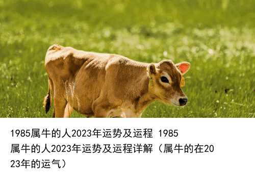 1985属牛的人2023年运势及运程 1985属牛的人